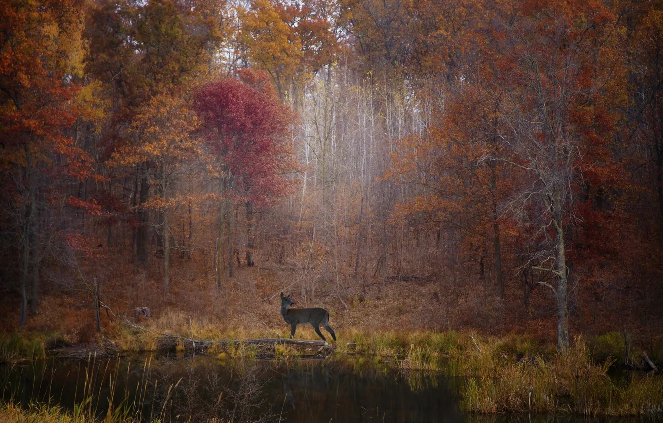 Фото обои осень, лес, листья, деревья, озеро, листва, олень