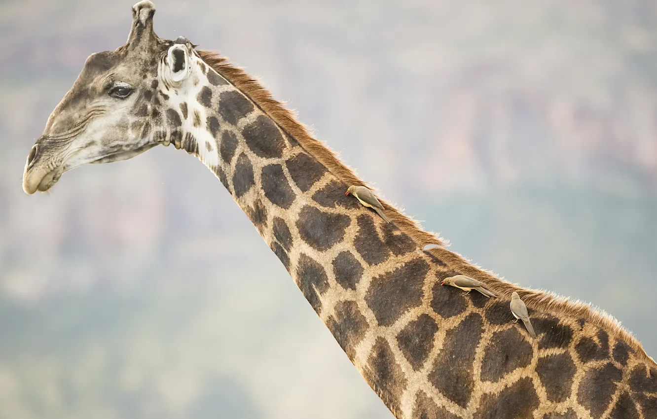 Фото обои природа, фон, жирафа
