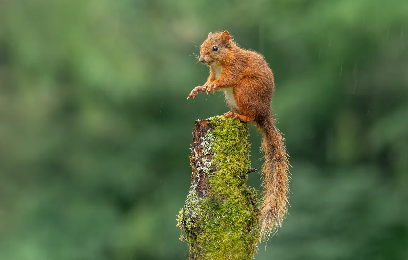 Белки. Зеленая белка. Белки снимки. Животные зимой. Белка в санкт-петербурге.