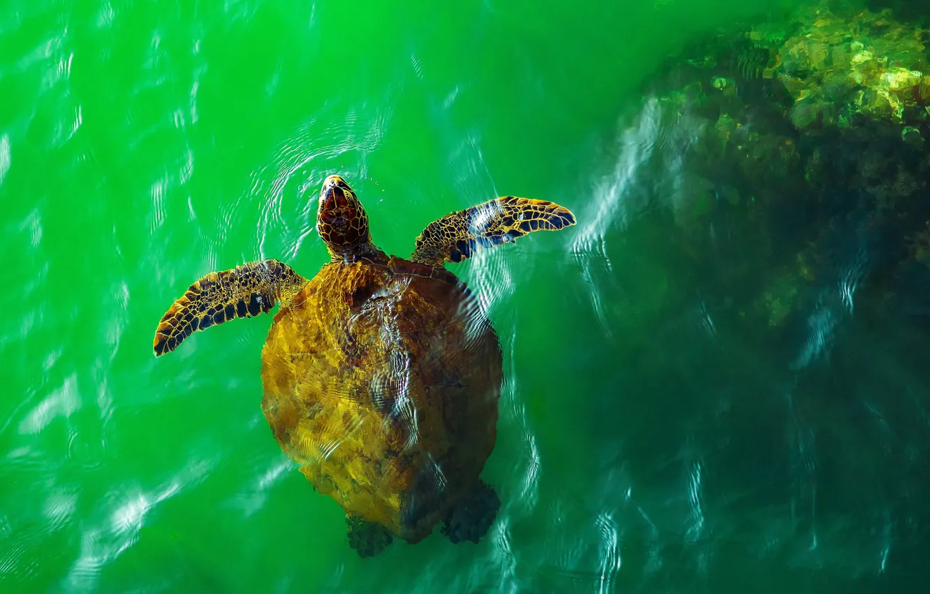 Фото обои море, вода, черепаха, морская черепаха