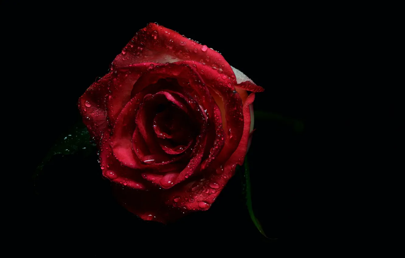 Фото обои роза, rose, черный фон, капли воды, water drops, флора, black background, flora