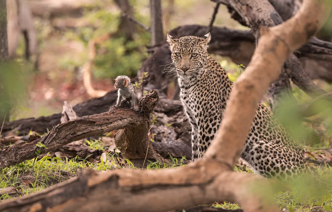 Фото обои хищник, леопард, мартышки