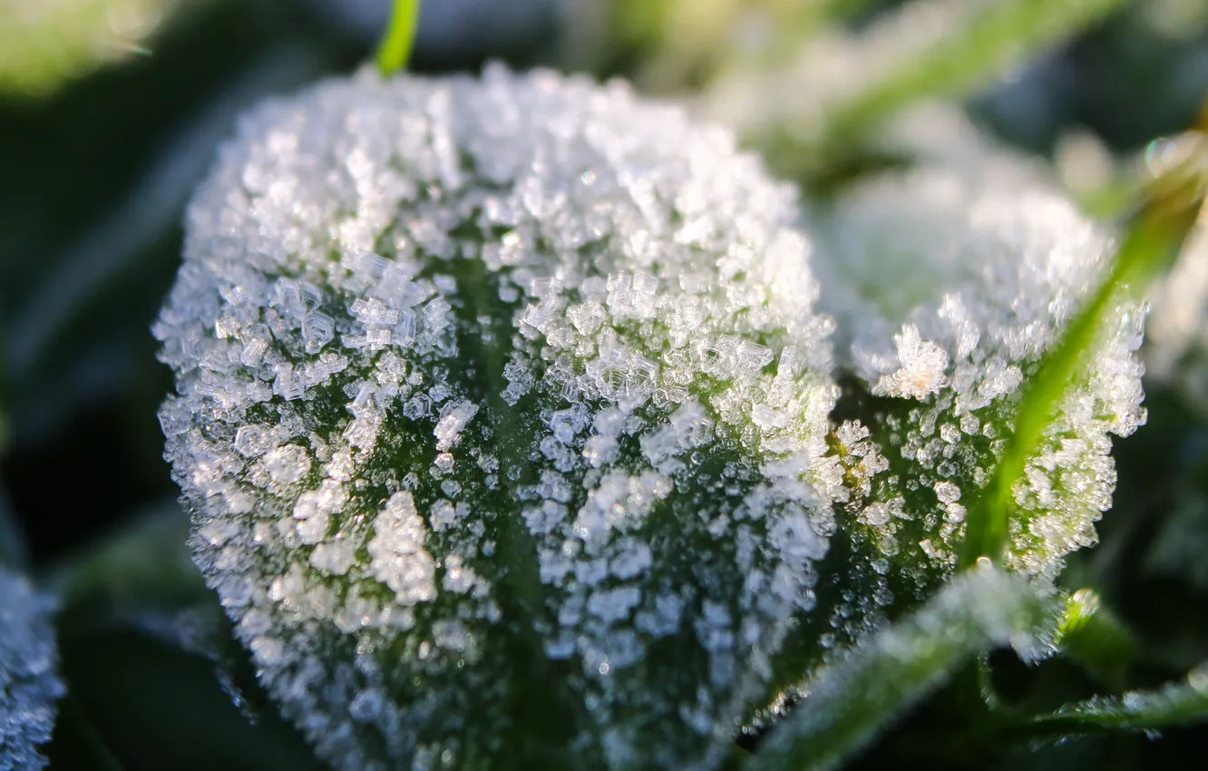 Фото обои зелень, листья, снег, льдинки