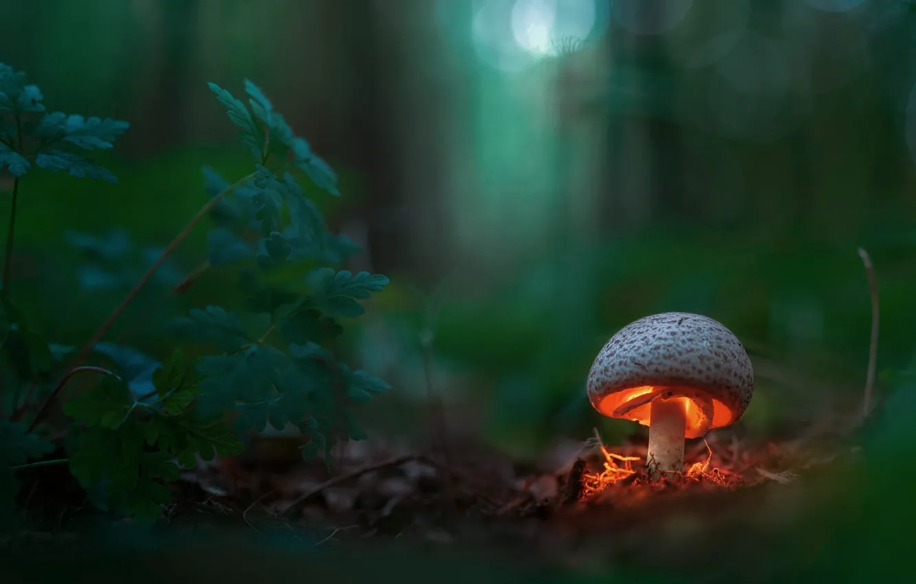 Фото обои лес, макро, свет, гриб, боке