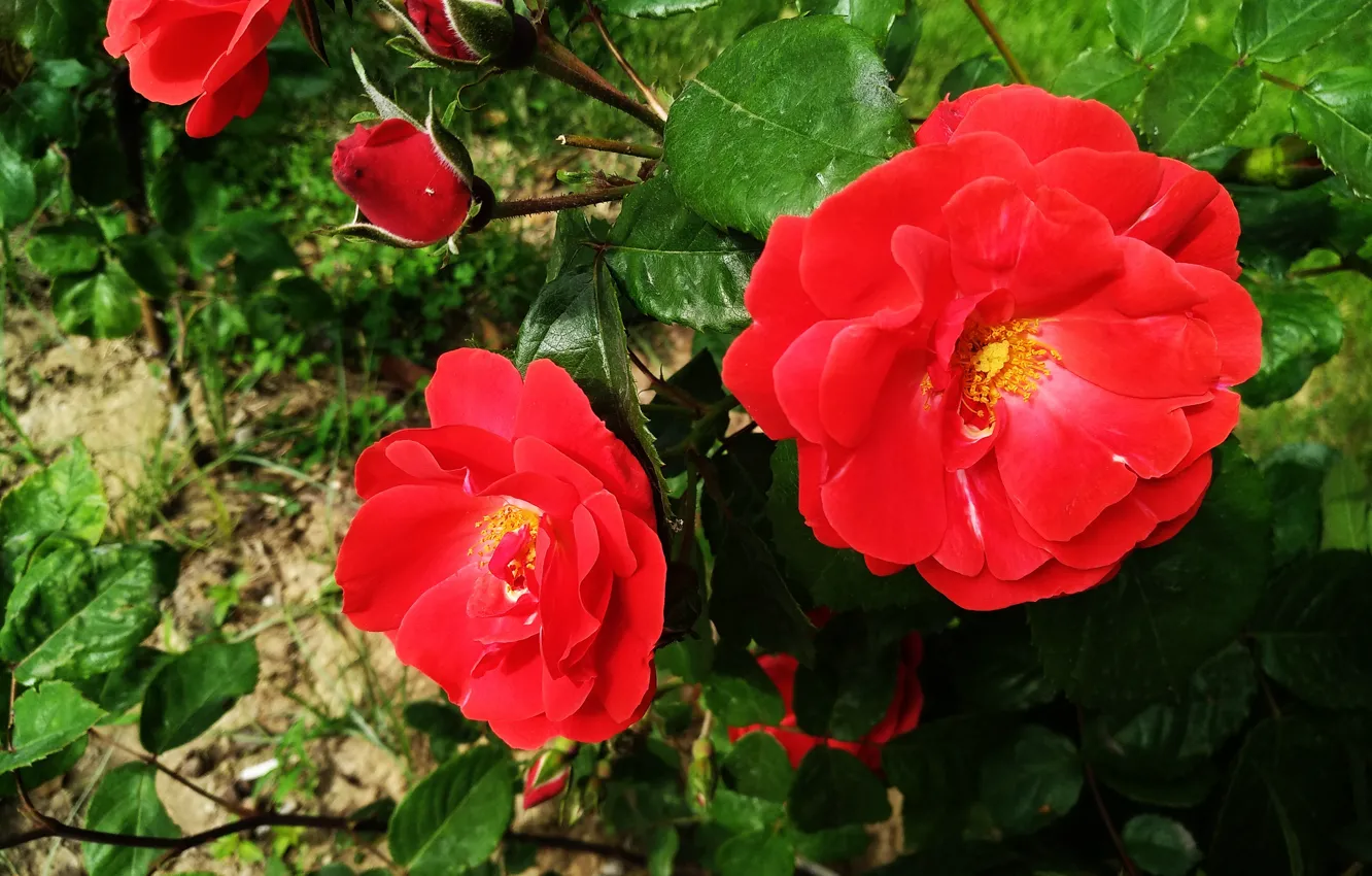 Фото обои Розы, Roses, Красные розы, Red roses