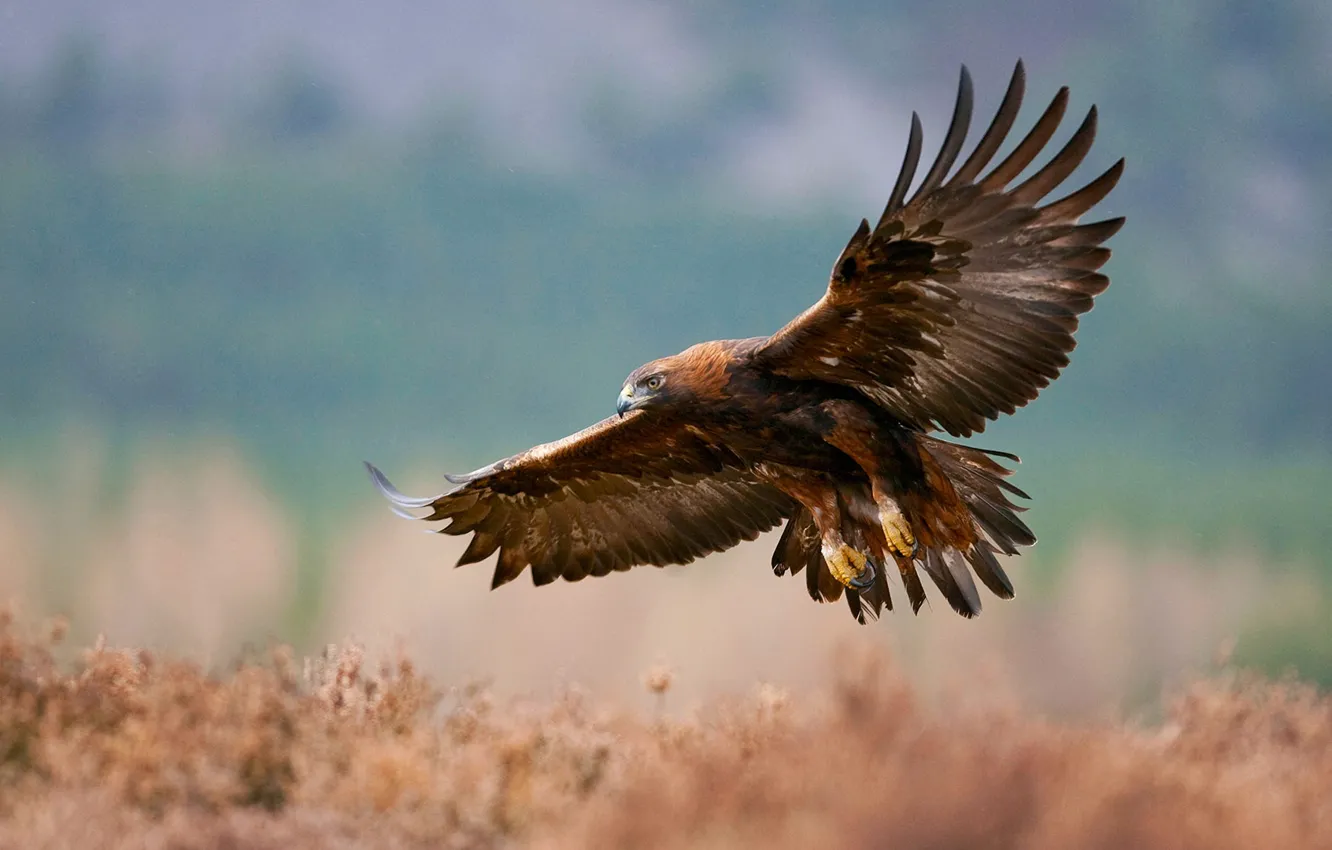 Фото обои крылья, Шотландия, беркут, Glenfeshie