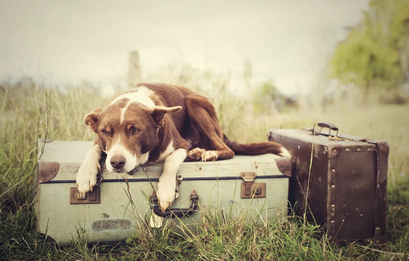 Фото обои трава, собака, багаж, чемоданы