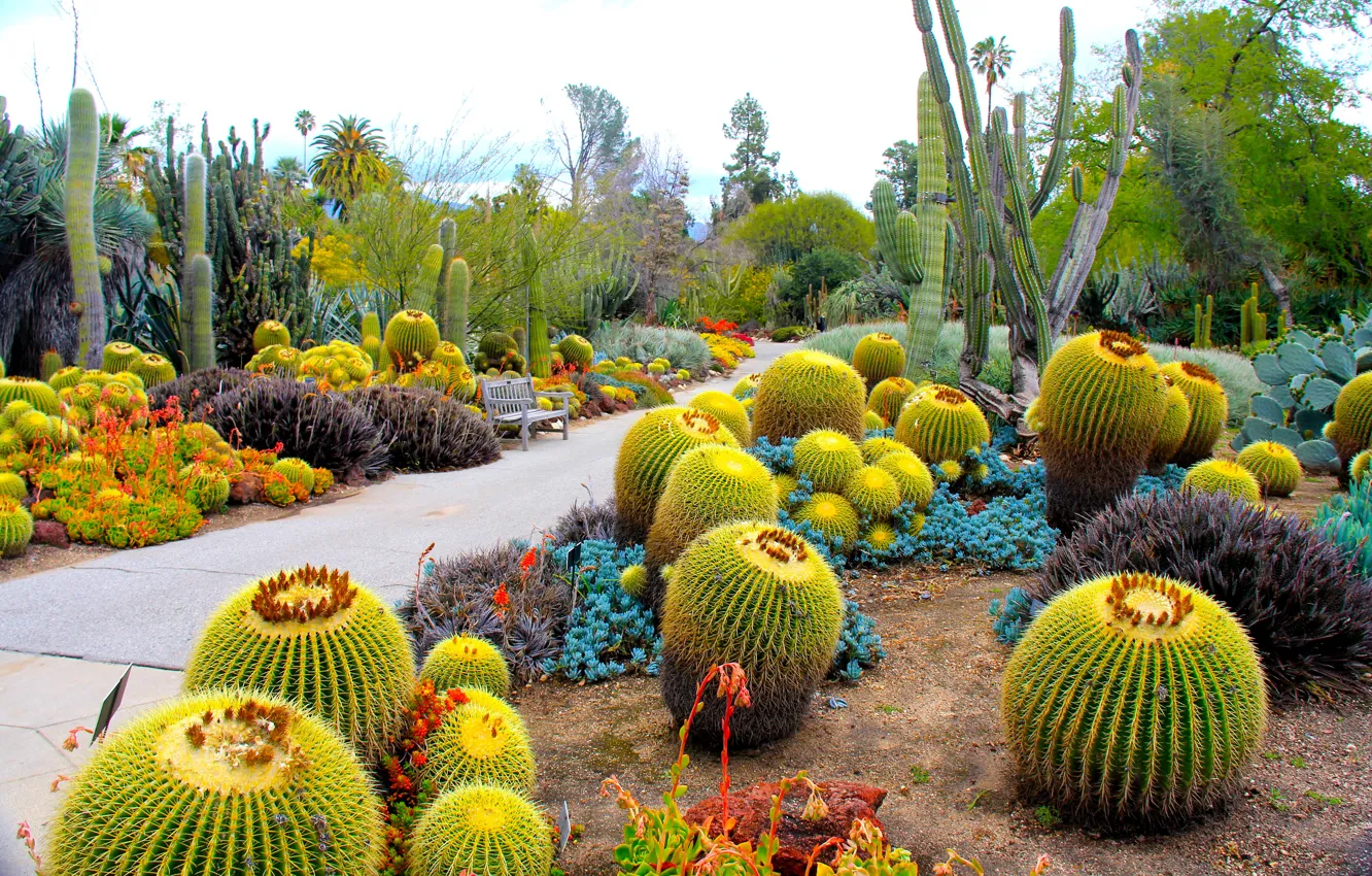 Фото обои природа, фото, сад, Калифорния, кактусы, США, San Marino, Botanical Garden