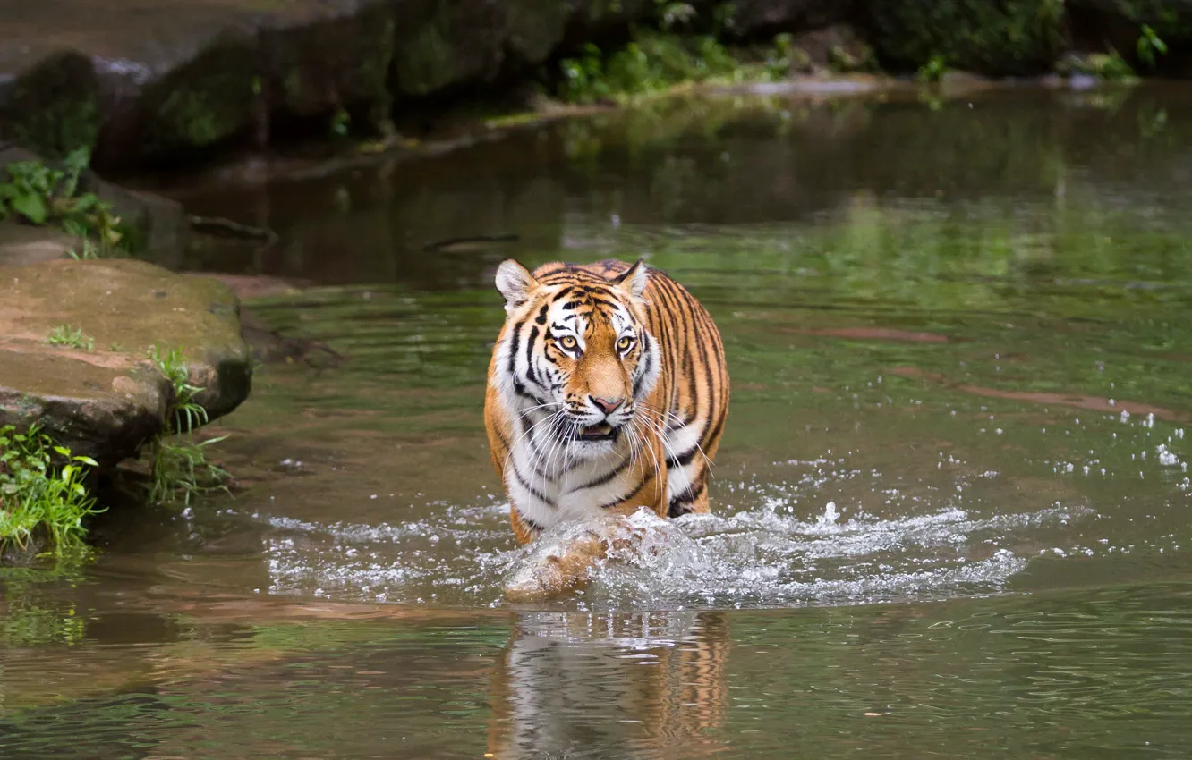 Фото обои кошка, вода, тигр, купание, водоём, амурский