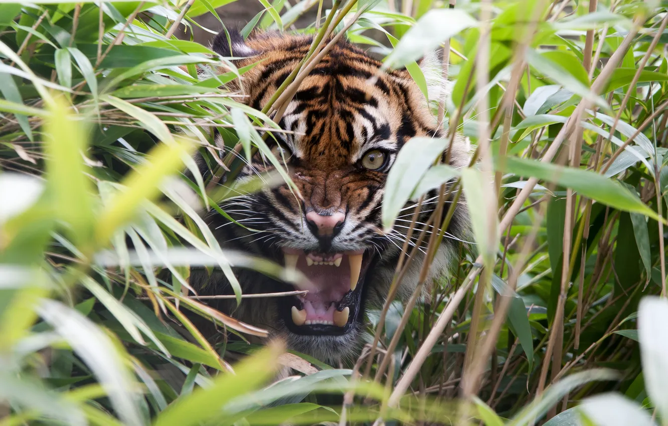 Фото обои трава, тигр, хищник, ярость, пасть, клыки