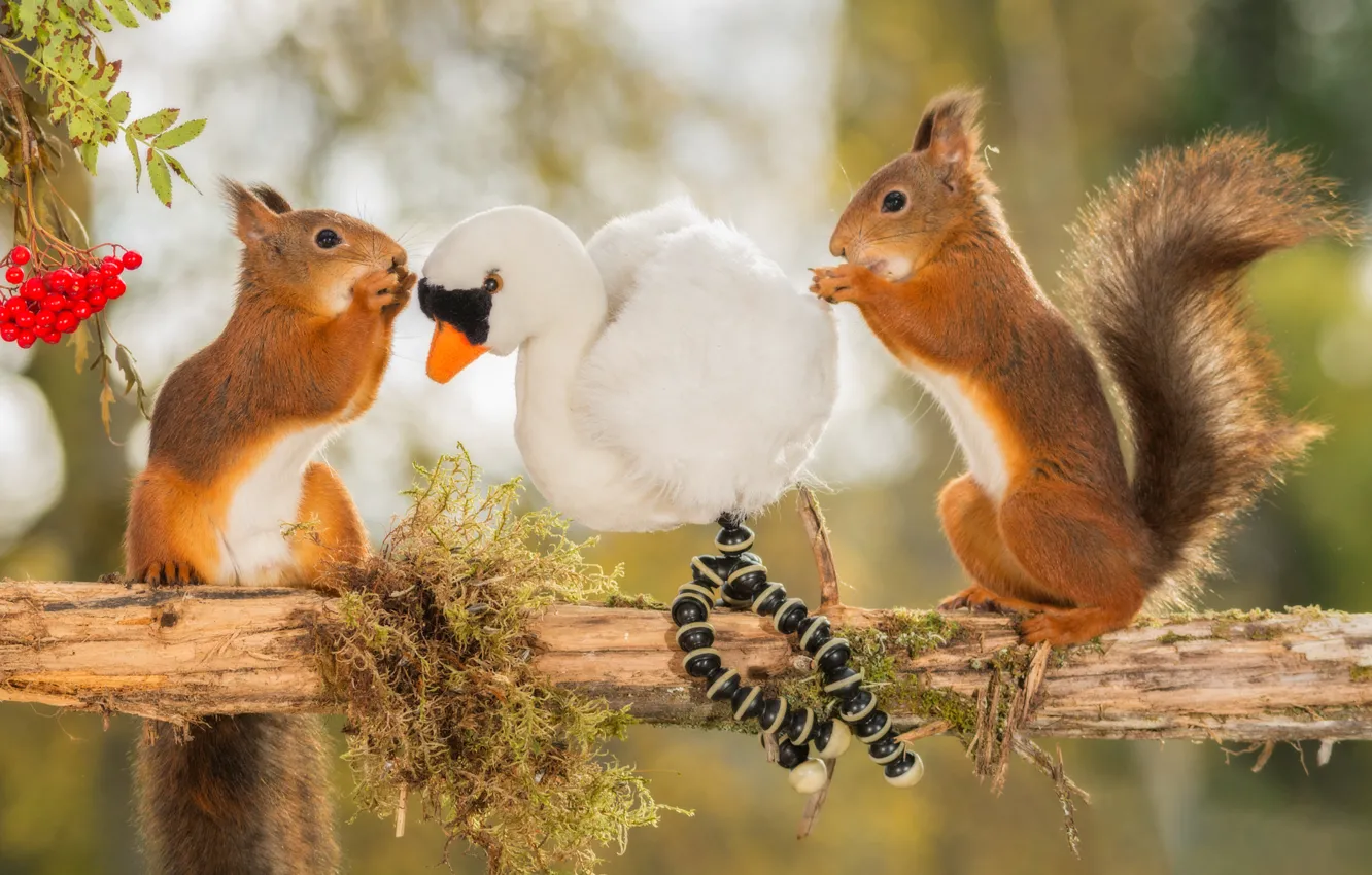 Фото обои животные, ягоды, дерево, птица, игрушка, ветка, рябина, белки