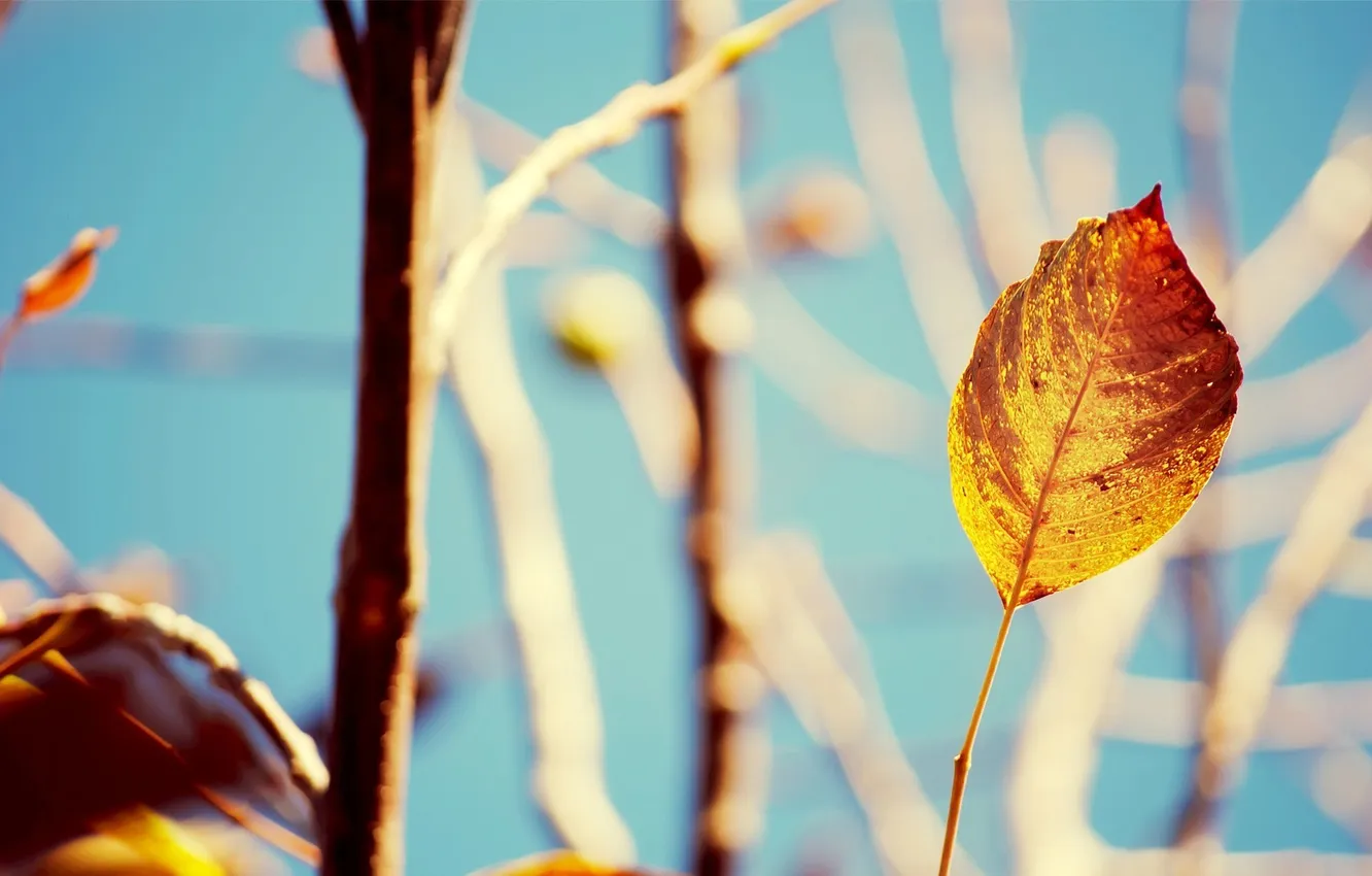 Фото обои листья, солнце, макро, ветки, желтый, фон, листик, листочек