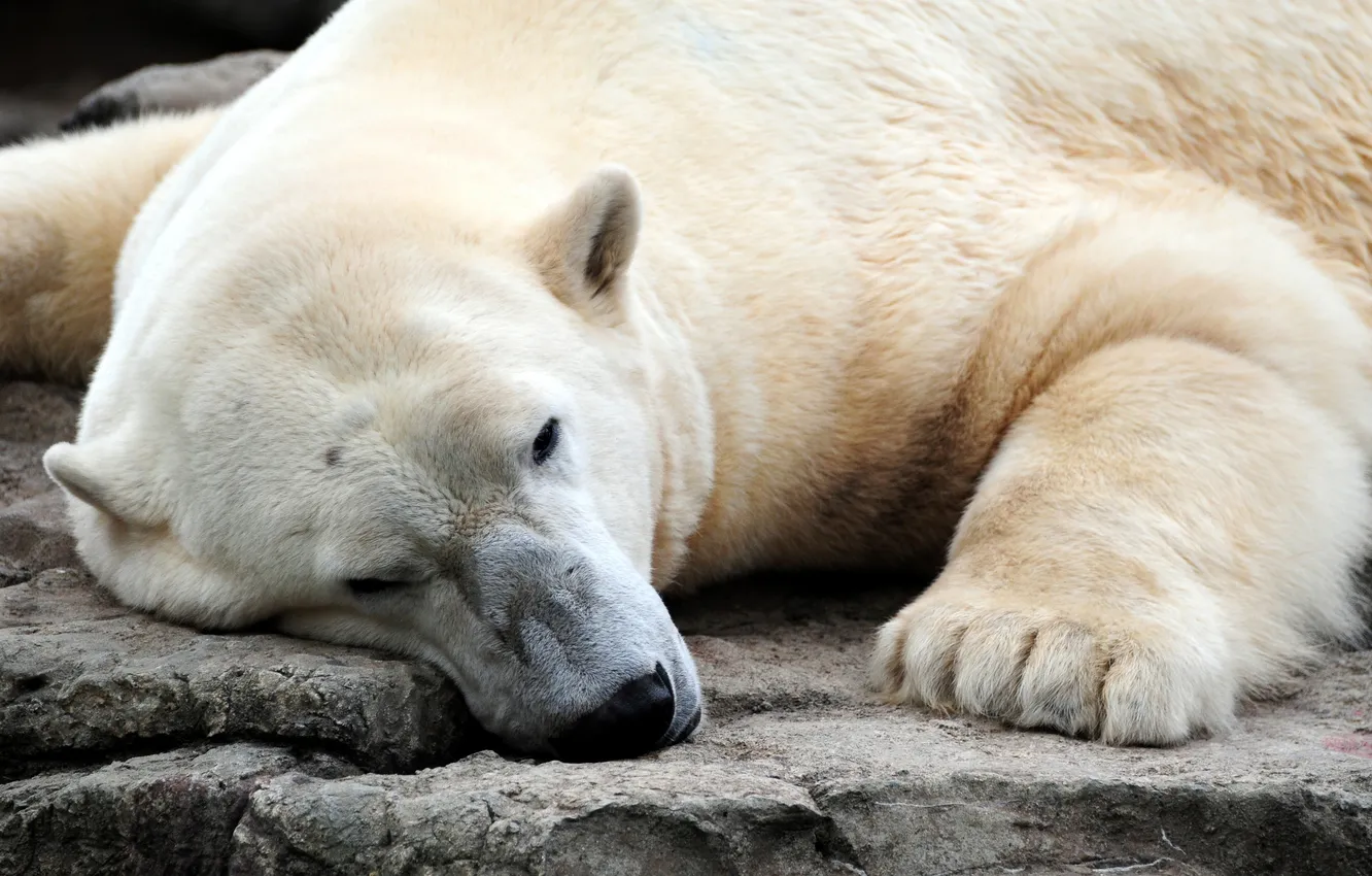 Фото обои белый, голова, лапы, нос, медведь, лежит