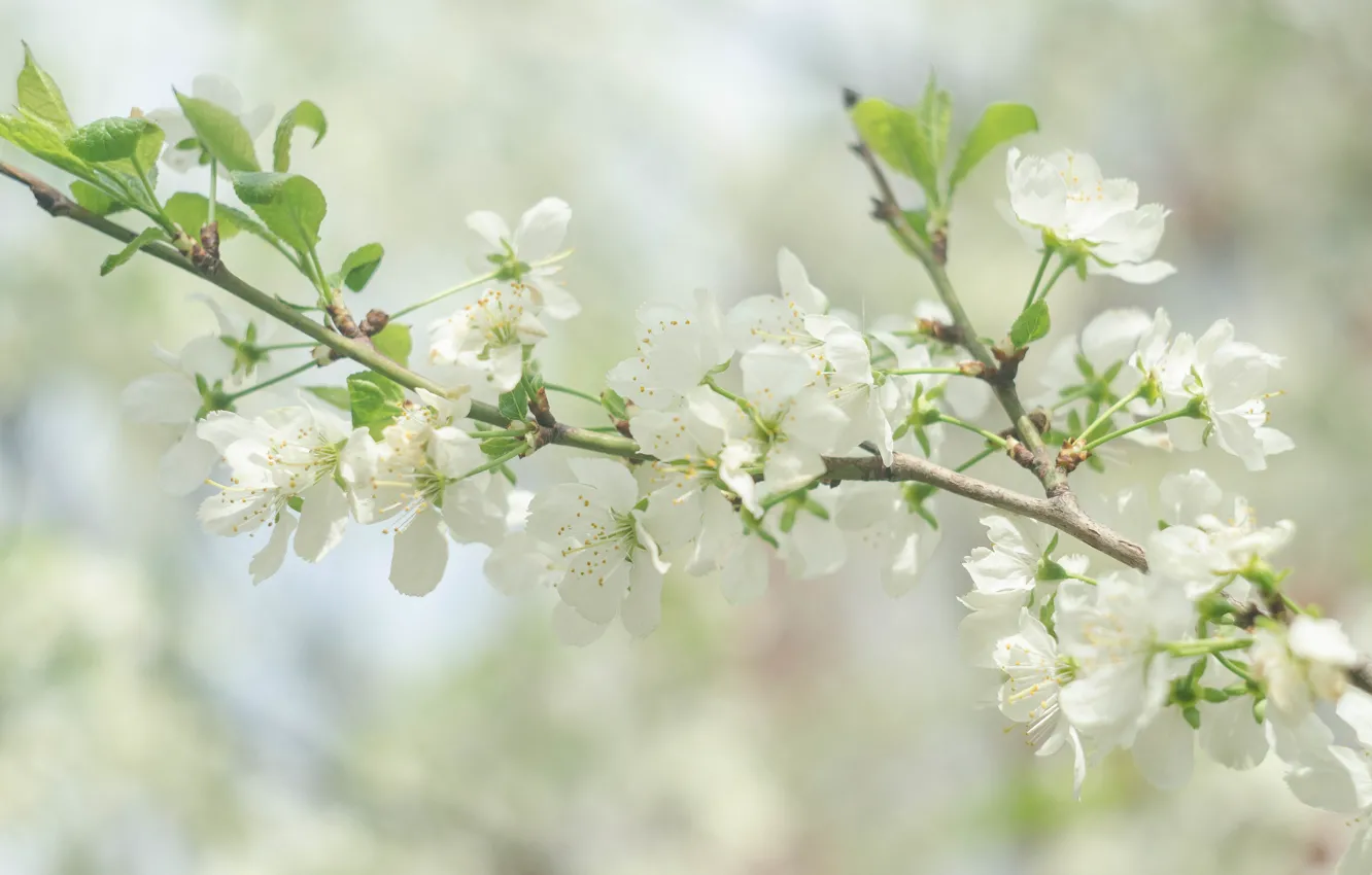 Фото обои вишня, весна, светлый фон, белые цветы, вишня в цвету