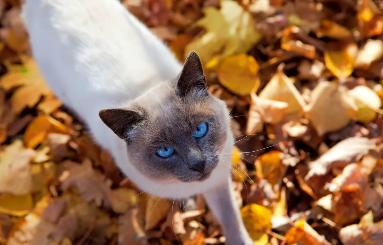 Фото обои осень, кот, взгляд, листья, природа, животное, котик