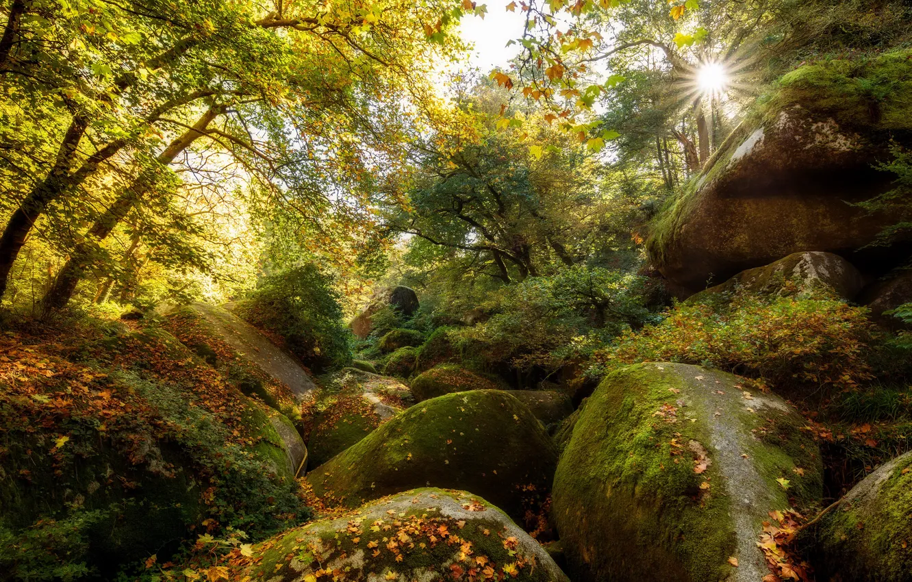 Фото обои осень, лес, листья, свет, деревья, ветки, камни, валуны