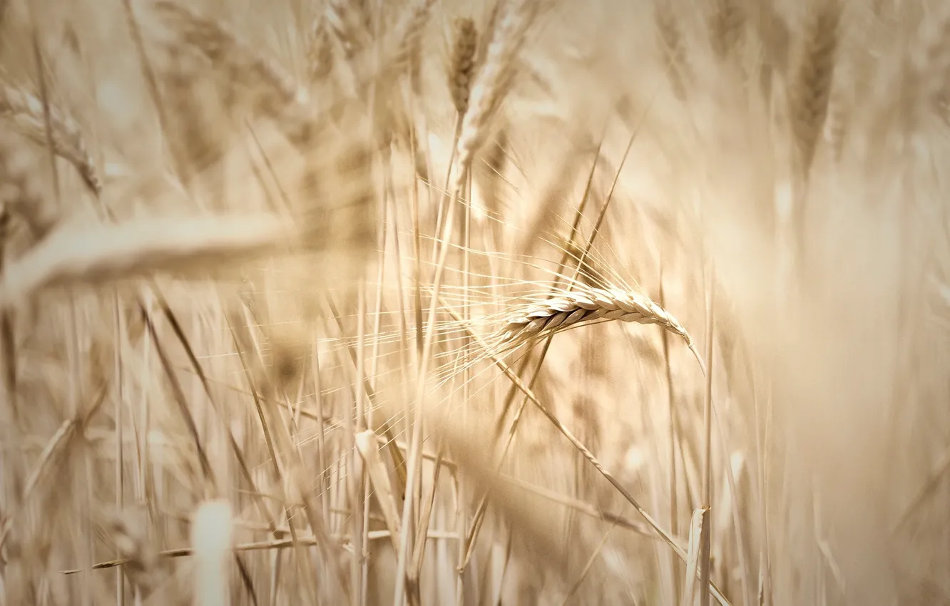 Фото обои пшеница, поле, макро, widescreen, обои, рожь, размытие, колоски
