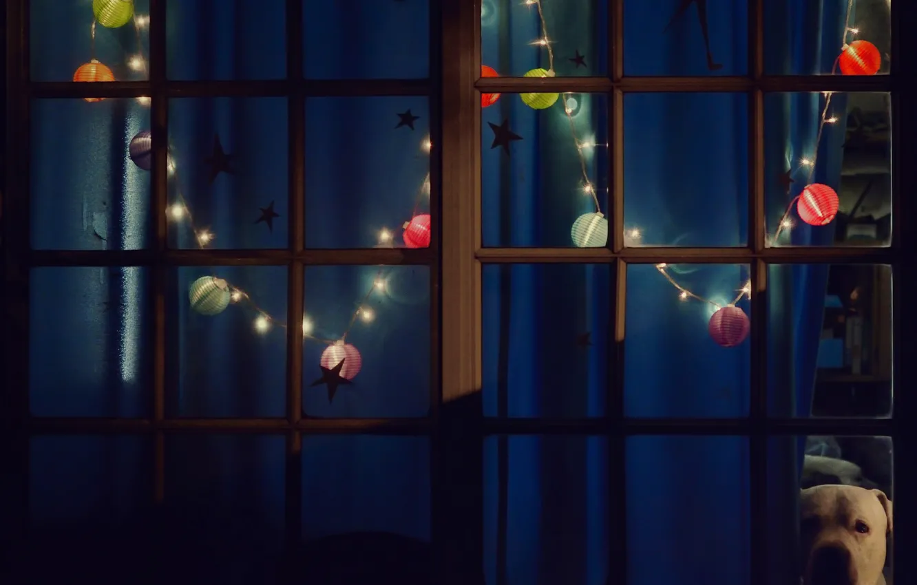 Фото обои огни, новый год, рождество, собака, вечер, окно, гирлянда