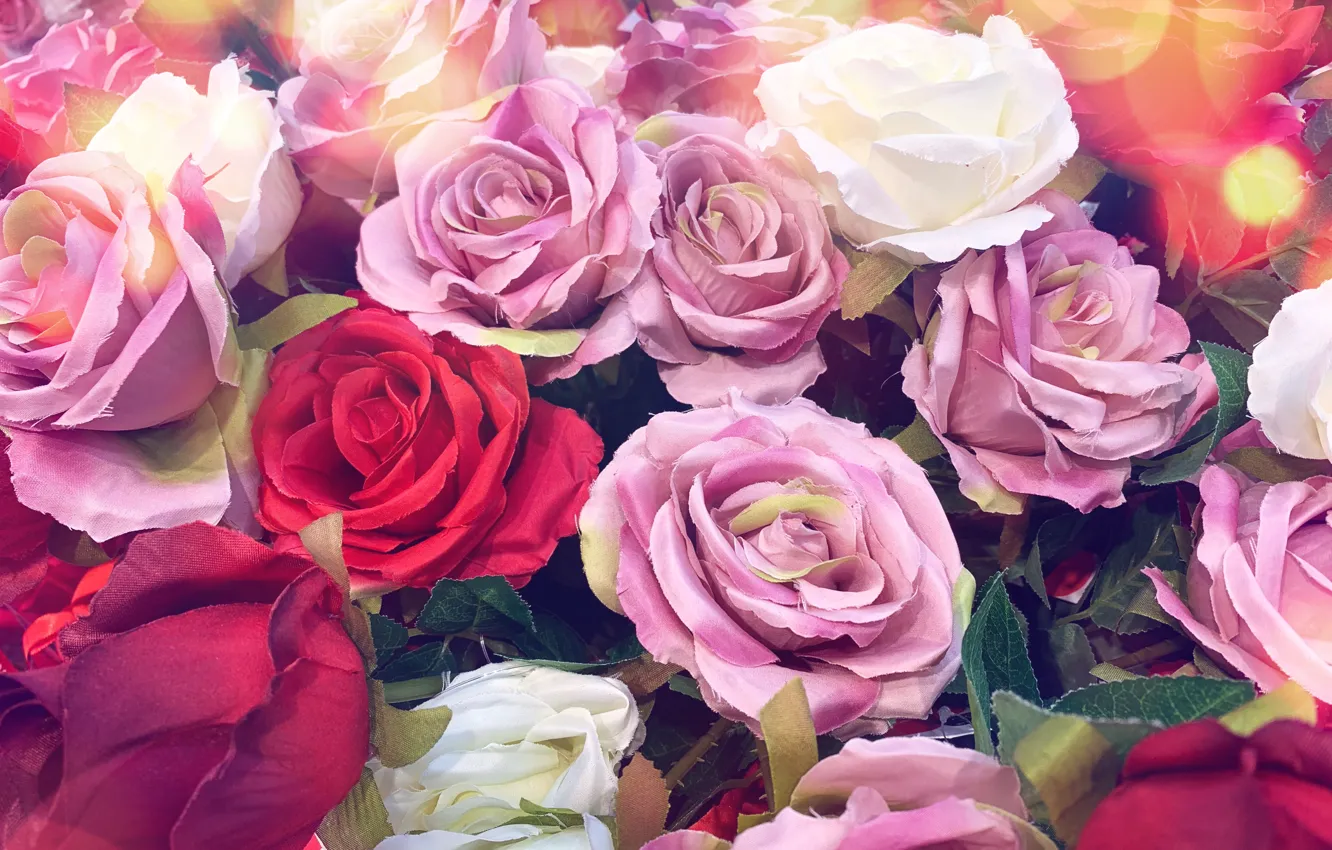 Фото обои цветы, фон, розы, бутоны, много