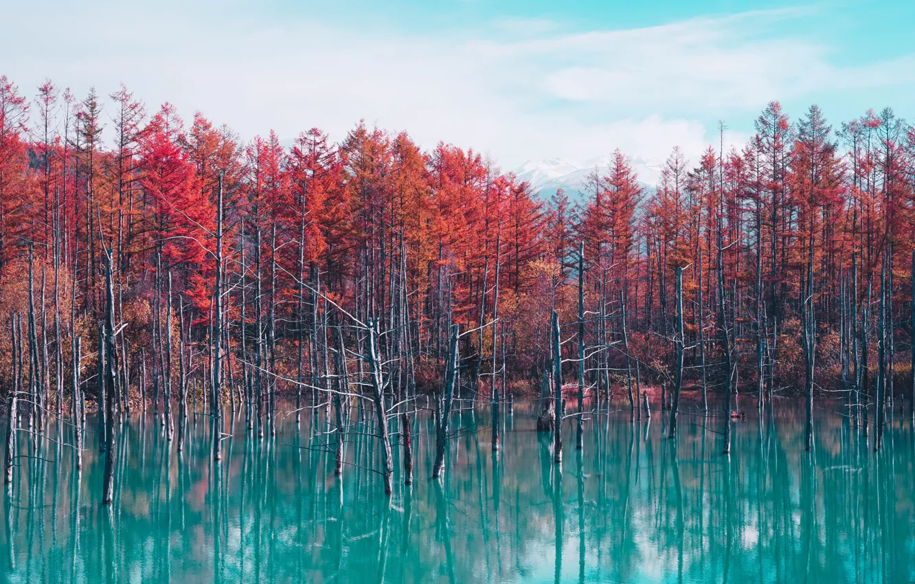 Фото обои PNG images, autumn hokkaido, trees in lake, shirogane blue pond, blue lake autumn, blue river, …