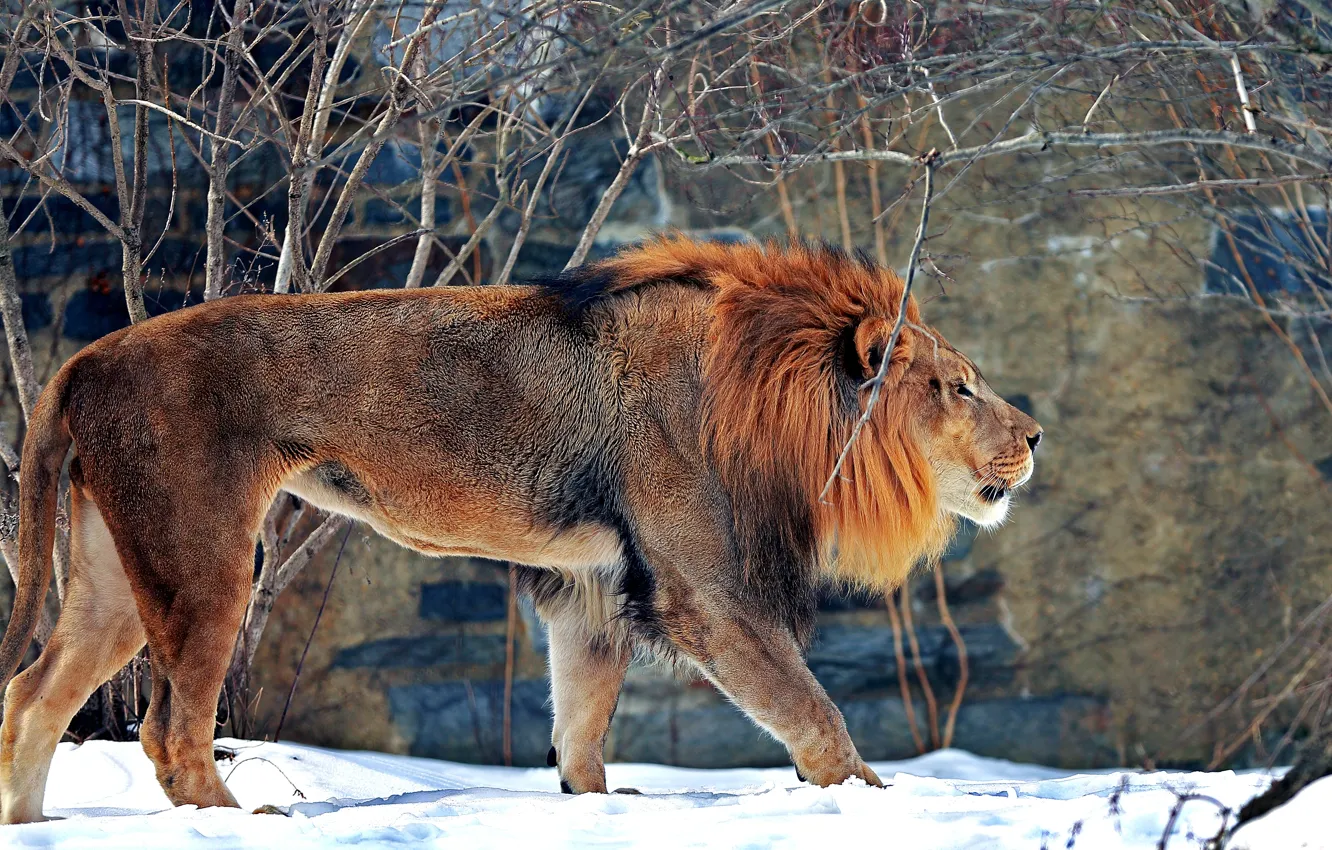 Фото обои зима, снег, хищник, лев, зверь, зоопарк, большая кошка, млекопитающее