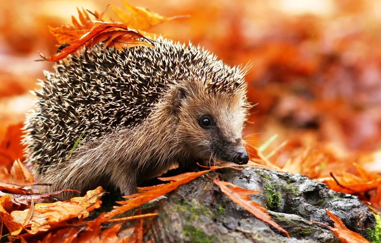 Фото обои leaves, animal, hedgehog