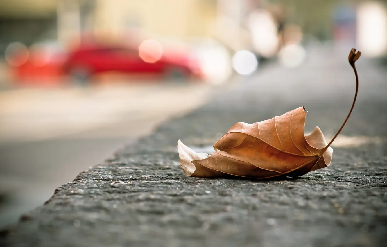 Фото обои макро, лист, улица