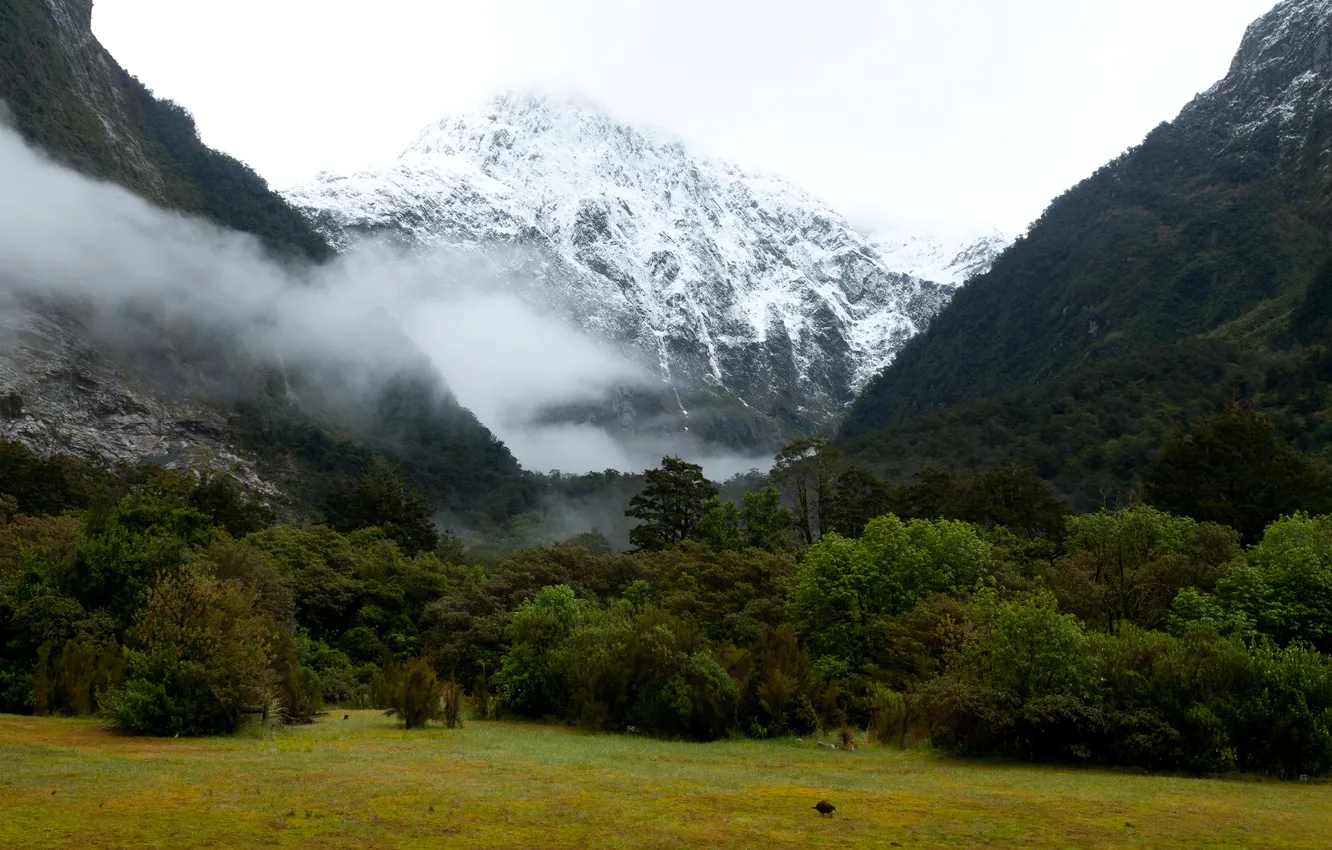 Фото обои зелень, лес, горы, туман, поляна, Новая Зеландия, ледник, ущелье