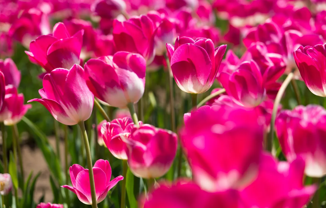 Фото обои тюльпаны, розовые, бутоны