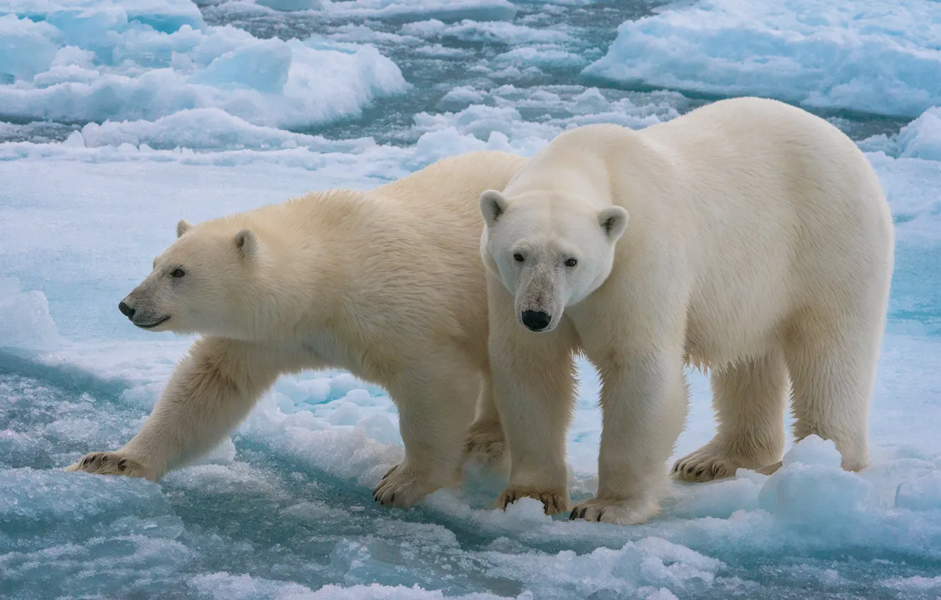 Фото обои лёд, парочка, белые медведи, два медведя, поляргые медведи