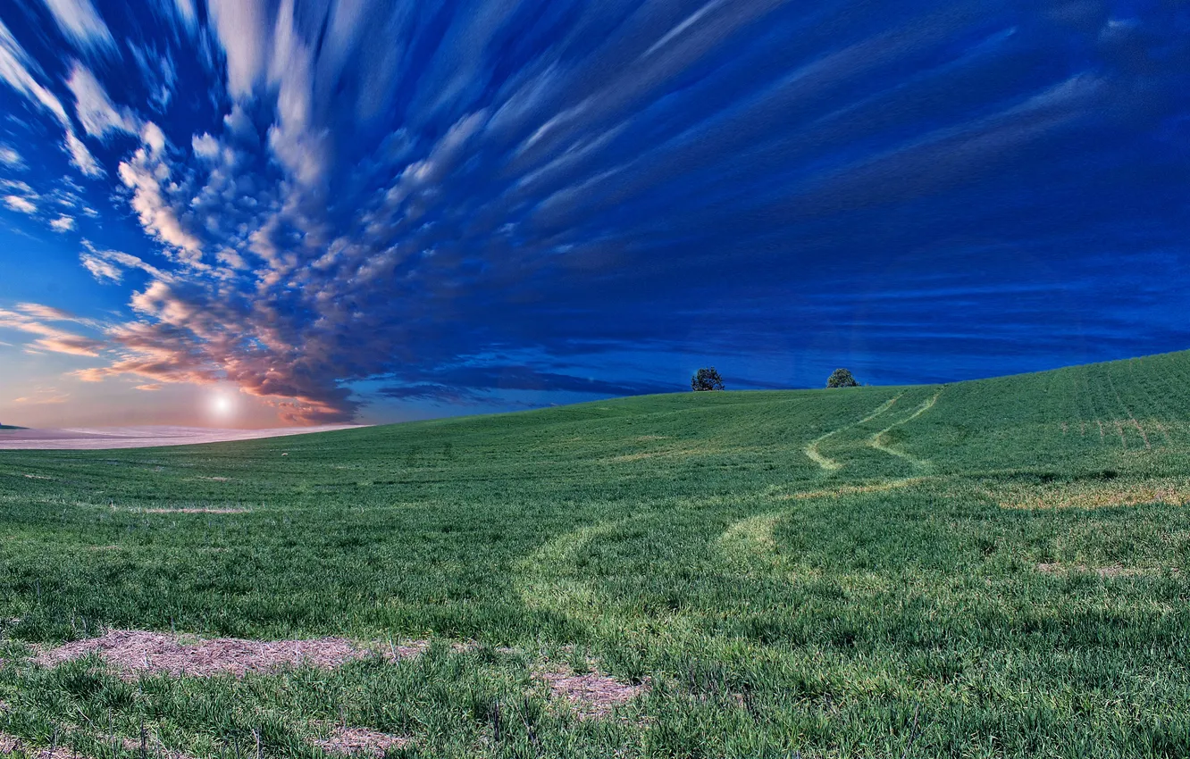 Фото обои grass, landscape, nature, tree, kqtq