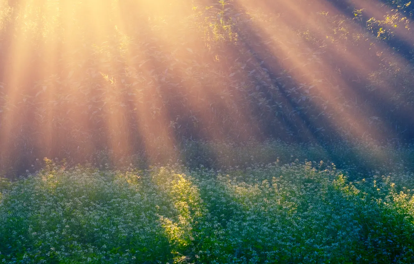 Фото обои лучи, поляна, утро, Morning Sun