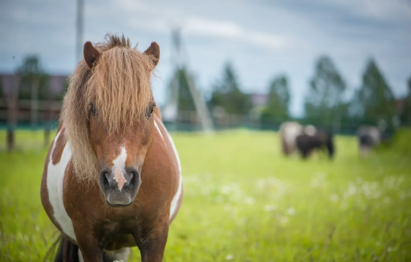 Фото обои лошади, пони, кони horses