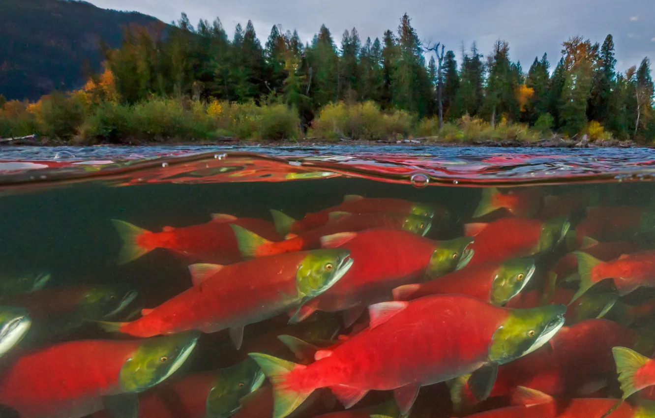 Фото обои рыба, Канада, лосось, Британская Колумбия, река Адамс, нерест