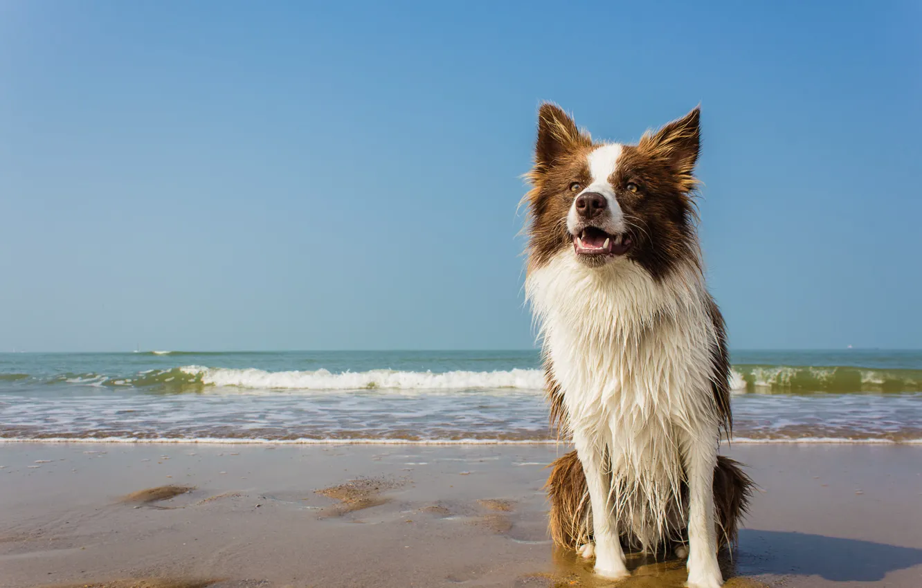 Фото обои море, волны, пляж, мокрый, собака, горизонт, белый воротник