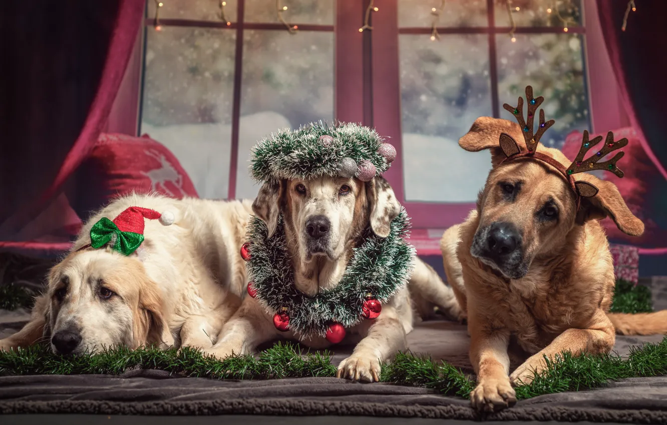 Фото обои фото, Собаки, Новый год, Лежит, Рога, Животные, Трое, Лапы