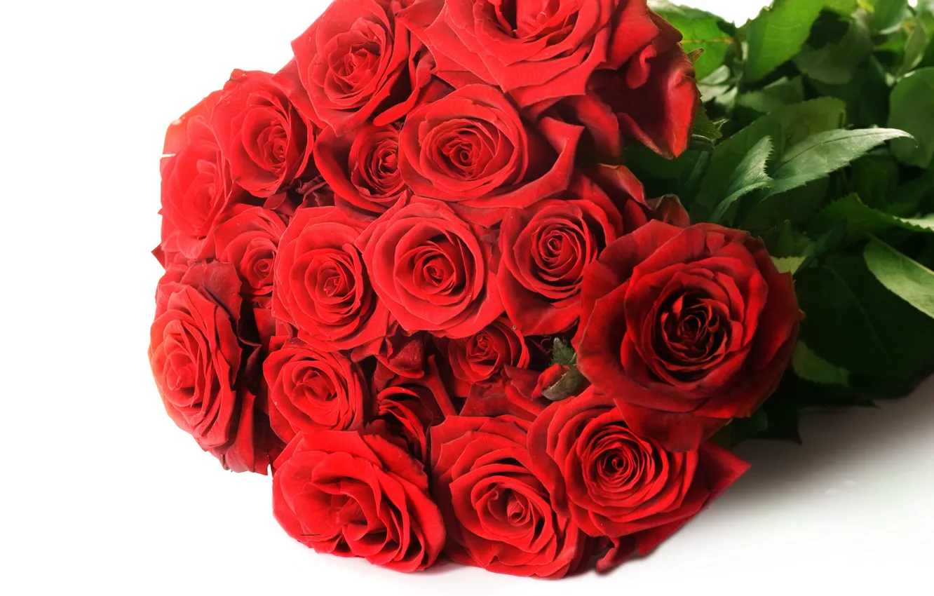 Фото обои цветы, розы, букет, бутоны