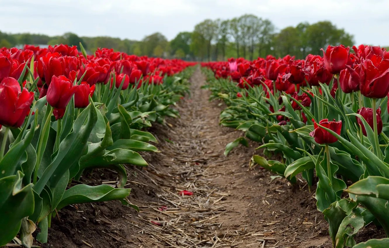 Фото обои поле, цветы, весна, тюльпаны, красные, солома, бутоны, тропинка