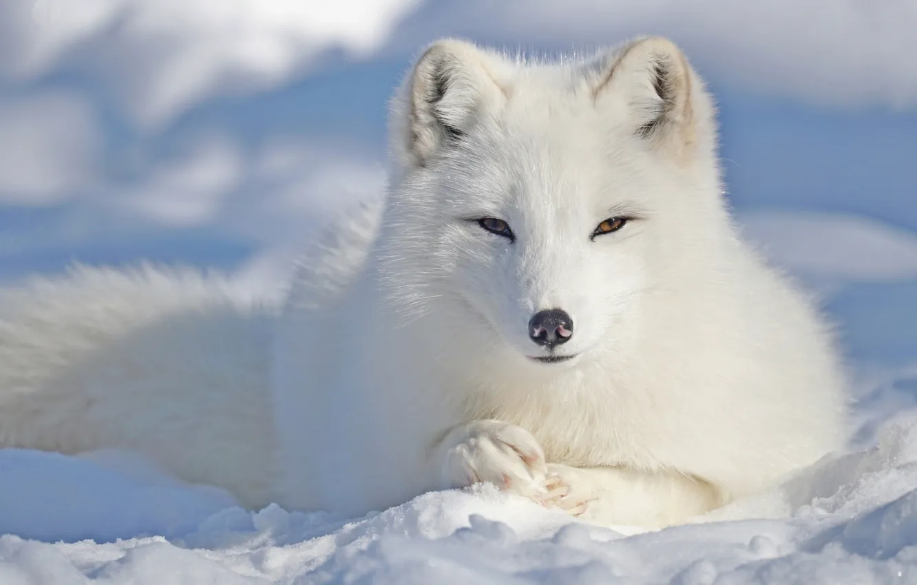 Фото обои зима, белый, глаза, взгляд, морда, снег, природа, поза