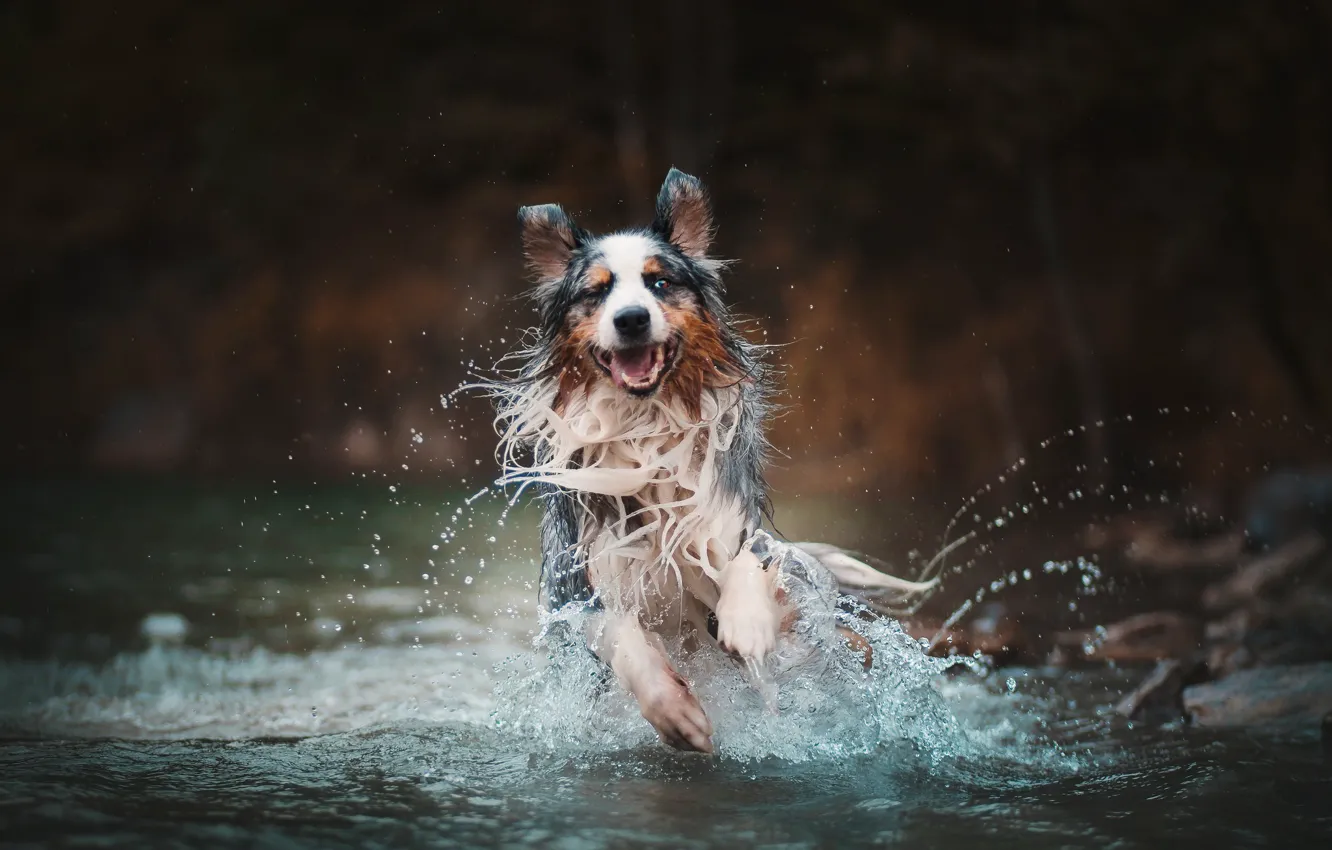 Фото обои вода, брызги, собака, бег, Австралийская овчарка, Аусси