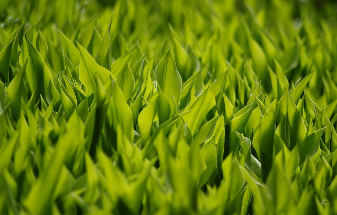 Фото обои зелень, трава, листья