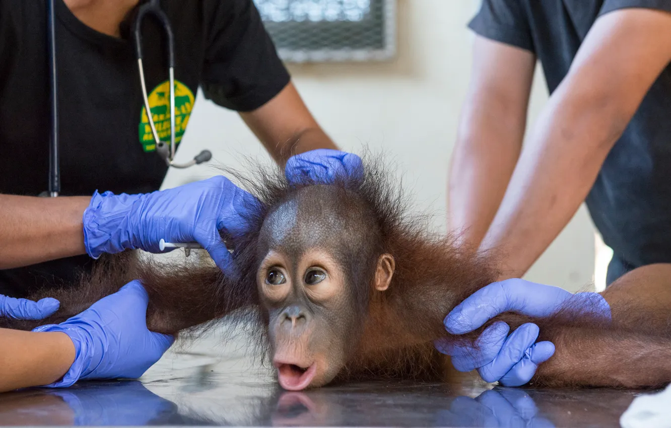 Фото обои monkey, fear, fright, latex gloves, veterinarians