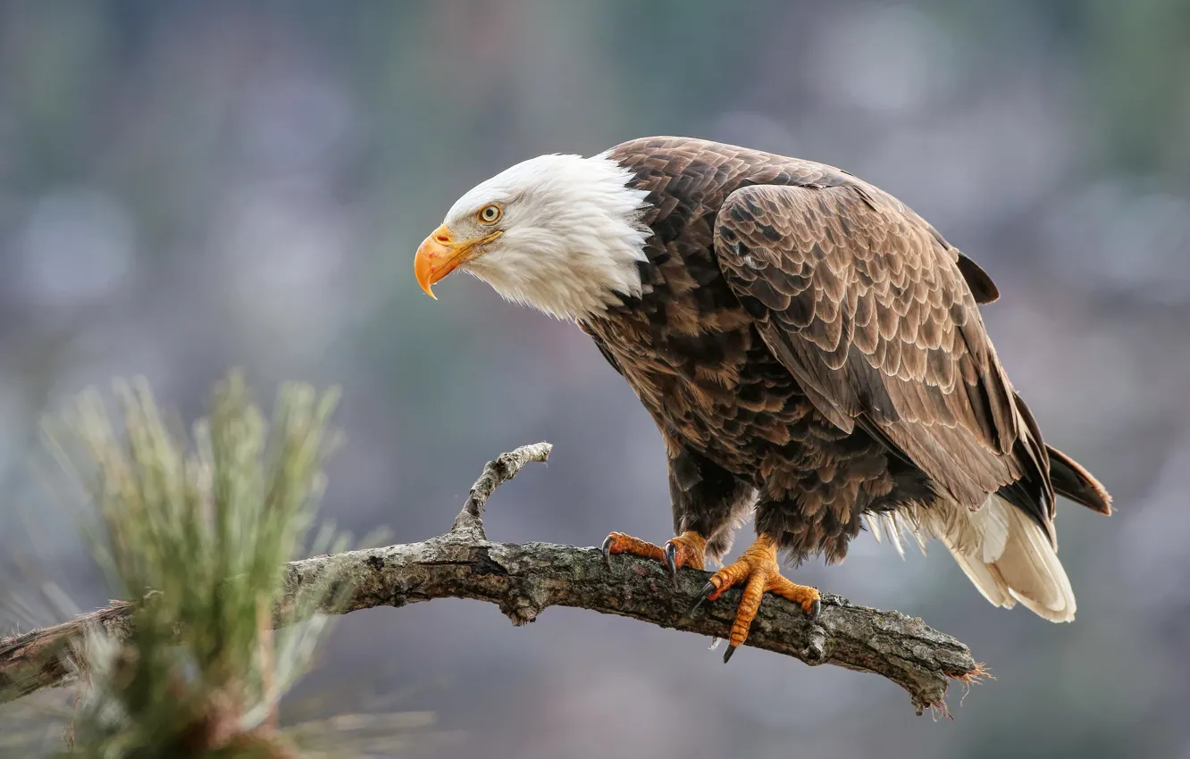 Фото обои фон, птица, орел, ветка, сосна, сук, боке, белоголовый орлан