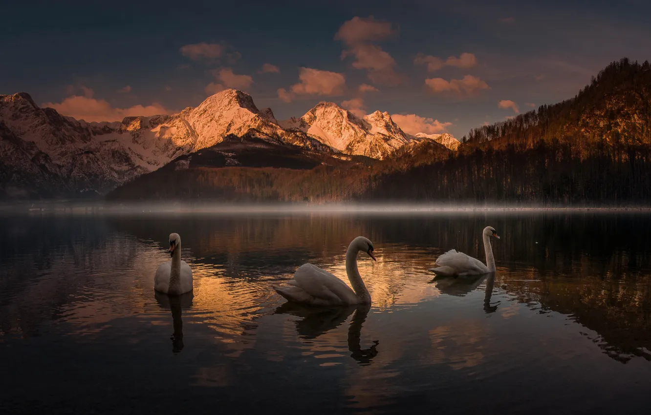 Фото обои закат, горы, озеро, лебеди, Friedrich Beren