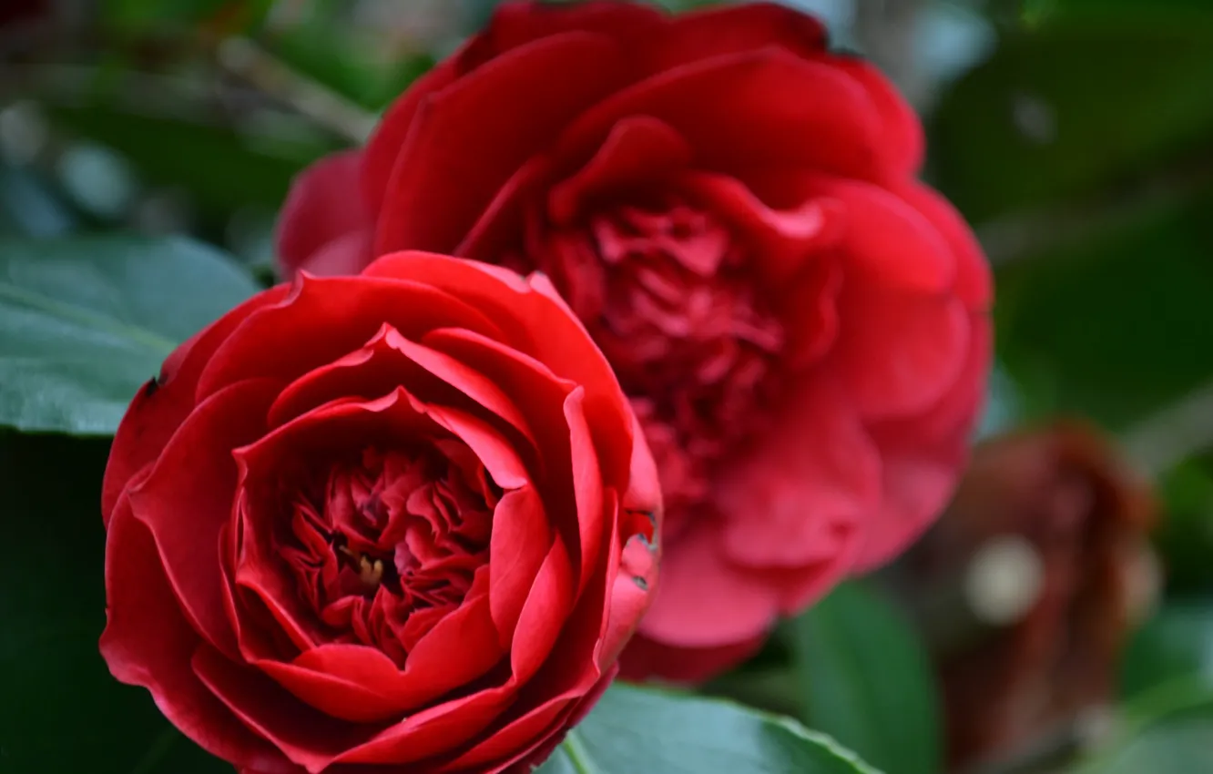 Фото обои кустики, камелия, цветы красная