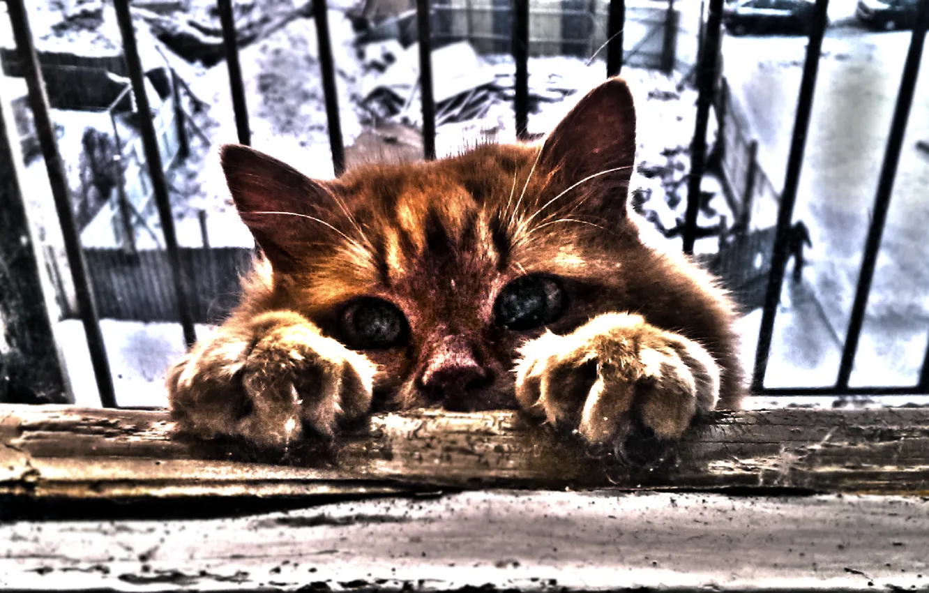 Фото обои холод, зима, глаза, кот, лапы