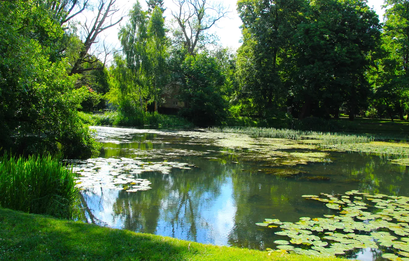 Фото обои water, park, lake, pond