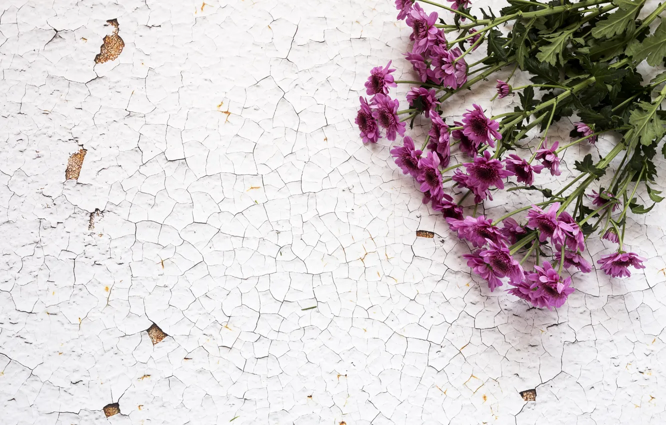 Фото обои цветы, букет, хризантемы, wood, flowers, purple