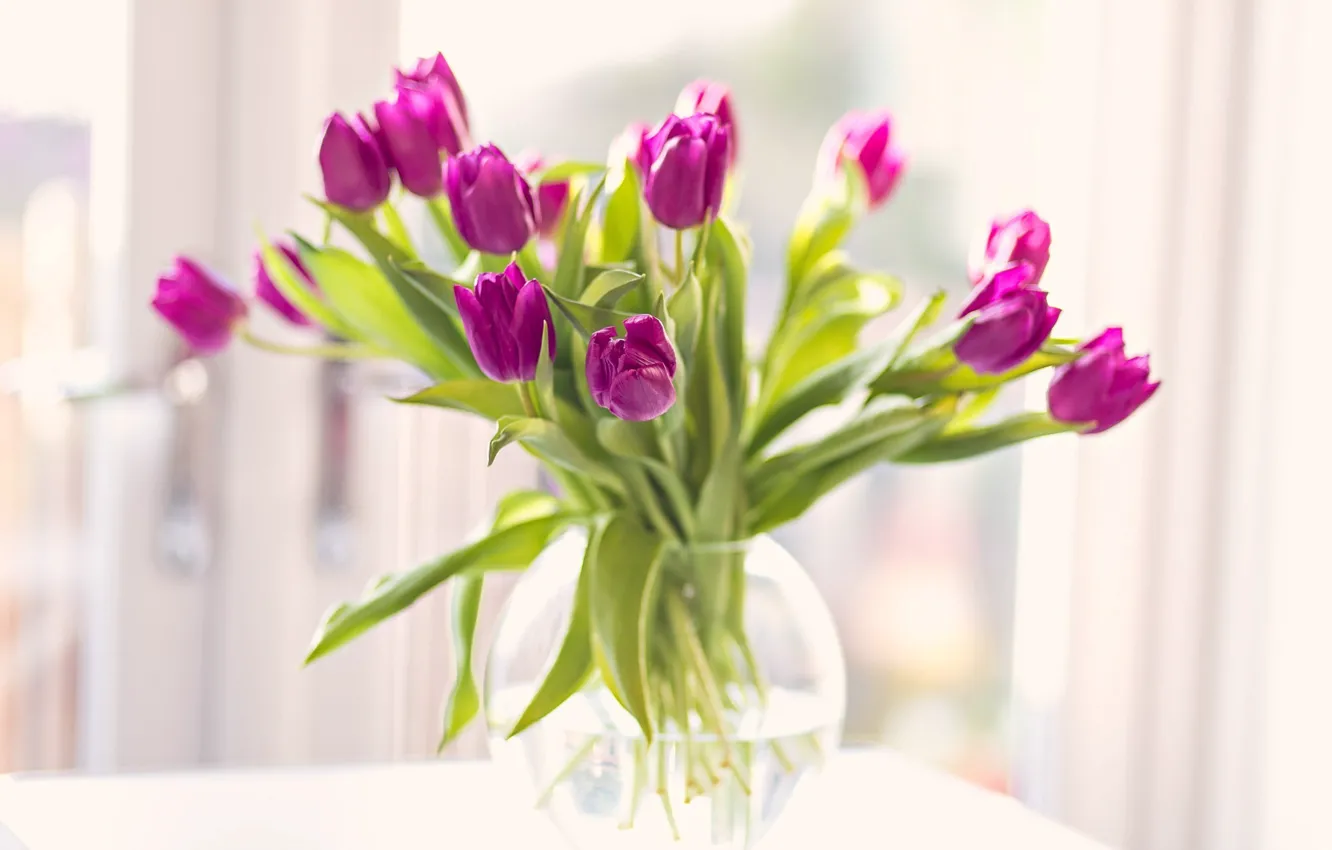 Фото обои цветы, букет, лепестки, тюльпаны