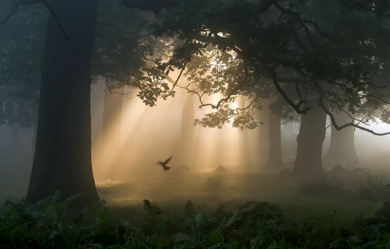 Фото обои свет, туман, утро